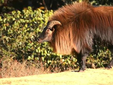 中国最美丽的动物,也是世界上最珍贵的珍宝,喜马拉雅山羊剩5千 #藏羚羊 #野牦牛 #野生动物 #野生动物保护