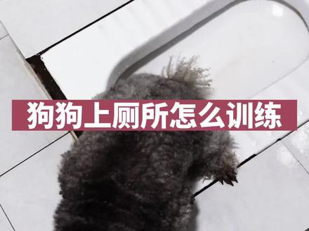 狗狗上厕所怎么训练?我把最简单的方式教给你,一定把视频看完了你就会了!#萌宠 #狗狗 #宠物#抖音🔥热门