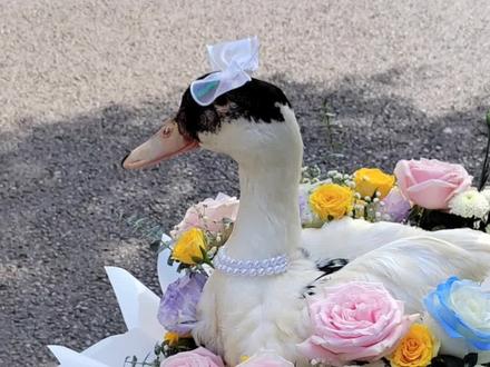 🦆#鸭子花束 #万州幸福里花店 tel/VX18996681656 #同城配送 #生日花束 祝你快乐鸭💕#手工