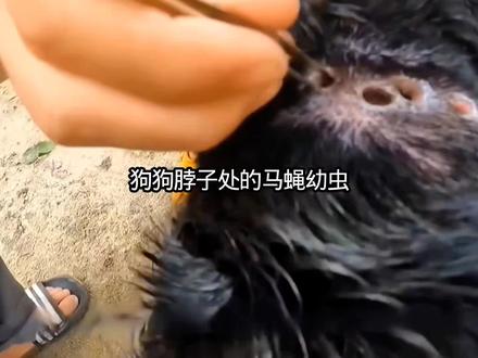 狗狗脖子处的马蝇幼虫 #动物救助 #动物解说 #动物 #宠物 #解压视频
