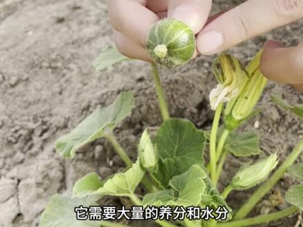 贝贝南瓜要不要打头?什么时候打头?应该怎样打头?#种植小技巧 #关注我一起学种菜 #我的小菜园#南瓜种植
