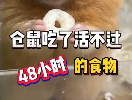 仓鼠吃了活不过48小时的食物#家有萌宠 #仓鼠知识 #仓鼠
