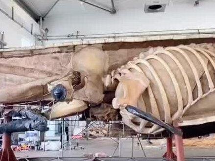 #鲸鱼 #科普 #比较解剖学 从生理结构寻找进化的依据