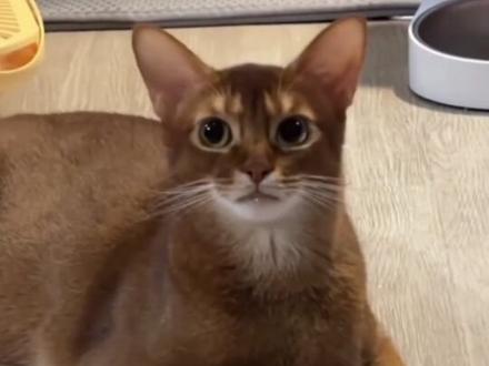 阿比西尼亚猫,打破你对粘人的认知#阿比西尼亚猫 #阿比西尼亚猫科普 #猫咪 #猫咪粘人行为 #猫咪站着拉屎