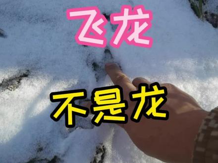 还好现在保护起来了,要不都见不到了。人太馋了。#涨知识 #科普 #三农 #我的乡村生活 #东北 #户外 #吃货