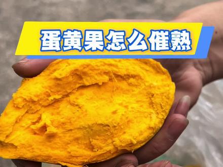#蛋黄果 #耀堂仙桃 耀堂仙桃蛋黄果怎么催熟