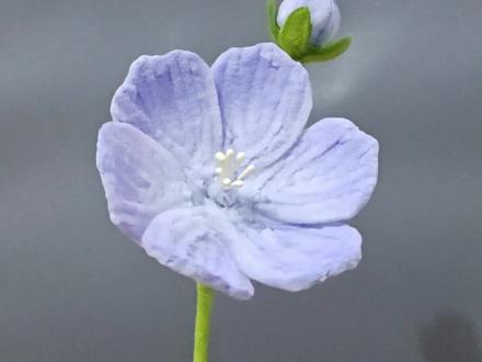 因为是你所以无条件相信
互信之花—蓝星花~
#蓝星花 #花语 #扭扭棒 #手工 #扭扭棒的100种玩法 @抖音小助手 @抖音 @抖音创作者大会
