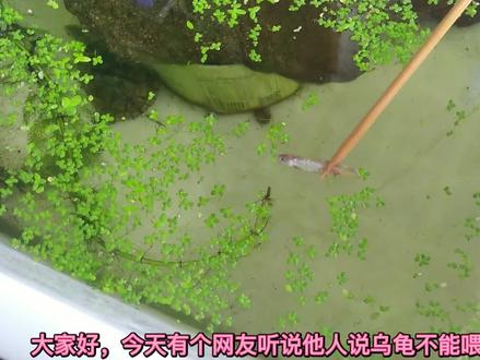 熟肉食到底能不能喂乌龟?新养龟的小伙伴你们是否也这样操作过!