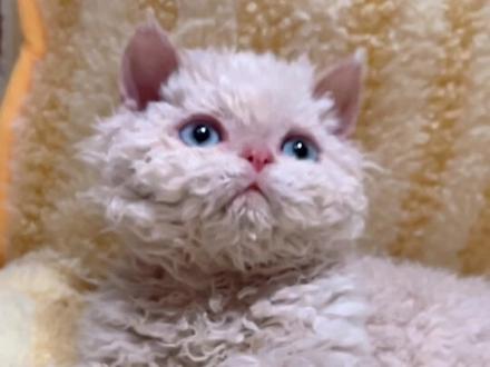 养到丑猫先别扔!6种逆袭猫让你高攀不起😱 养到“丑猫”先别慌!😅
6种猫长大颜值逆天✨
小时候潦草,长大变贵族🐱
快晒你家崽的逆袭照!💖
#新手养猫 #养猫经验分享 #猫咪冷知识 #养猫日常 #猫咪品种 @抖音小助手
