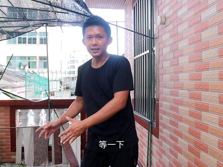 检查蜜蜂的时候,蜂王飞走了怎么办,不要盖蜂箱,蜂王就会回来的#养蜂技术分享 #蜜蜂养殖 #养蜂真过瘾 #蜜蜂养殖技术