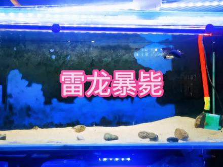 #观赏鱼 #养鱼日记 #水族 #雷龙鱼 #黄金眼镜蛇雷龙 雷龙鱼会暴毙么?