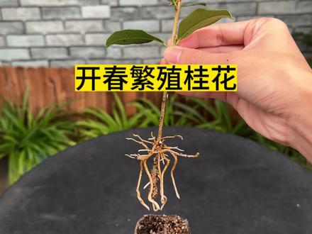开春用这个方法繁殖桂花,成活率高长根快 #花卉绿植 #种植小技巧 #养花小知识