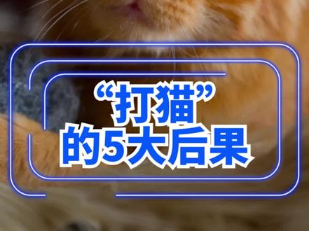经常“打猫”会有这5大后悔,劝你赶紧住手!#猫咪 #打猫 #铲屎官必看养猫诀窍 #打猫有用吗#养宠进阶指南