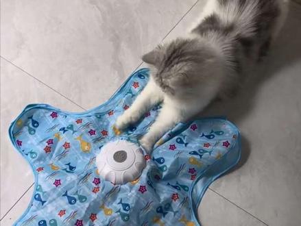 简直就是懒人逗咪神器#猫咪玩耍好物 #五角星玩具 #解放双手