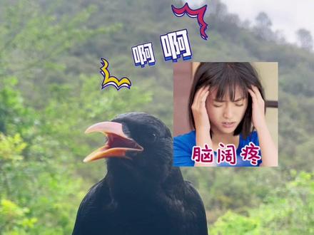 在家叫,出去也叫,啊啊啊,啊你个头啊。
#红嘴山鸦