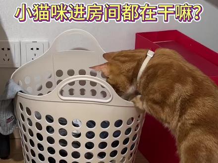 大宝三天不打上房揭瓦😅#养猫新手 #毛孩子日常 #橘猫 #养猫哪有不疯的