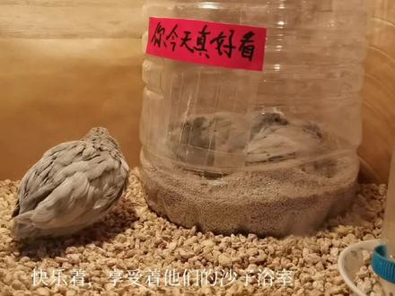 芦丁鸡沙子浴室绝对原创#芦丁鸡 #桐乡 #芦丁鸡养殖 #萌宠成长记 #芦丁鸡蛋 #人工孵化 #家有萌宠