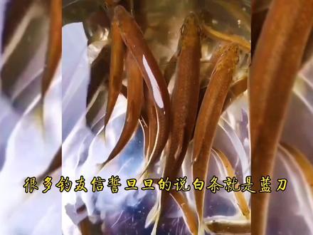 俗称白条的蓝刀、餐条、油餐(贝氏餐)、黑尾餐(张氏餐)你分的清吗,这期节目给你解惑#户外钓鱼 #野钓 #钓鱼人