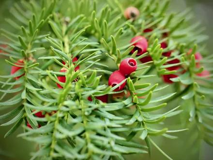 红豆杉的果实有“毒”?只需要知道这一点就不怕了! #红豆杉 #红豆杉果实 #你的家乡有这种植物吗