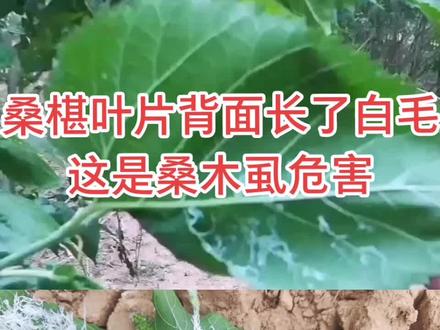 桑椹叶片背面长了“白毛”是咋回事?这是桑木虱,俗名“白丝虫”、“桑白毛”。防治方法在评论区#桑木虱 #桑白毛