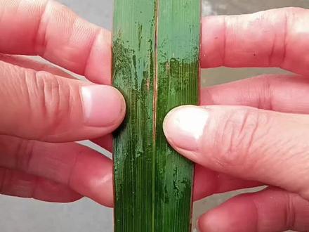 纯手工棕叶编织螳螂教程#非物质文化
