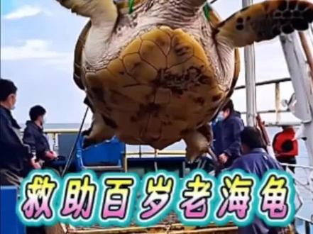 好心小哥救助百岁海龟 #海龟 #救助海洋动物 #感人 #神奇动物在抖音#万物皆有灵