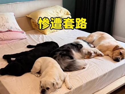 媚娘真是开了个好头,狗界心眼真多,这谁顶得住呀! 这一窝心眼子,全用来算计我了😂#狗子成精了 #边牧 #拉布拉多 #狗狗的心思都写在脸上了 #狗青天