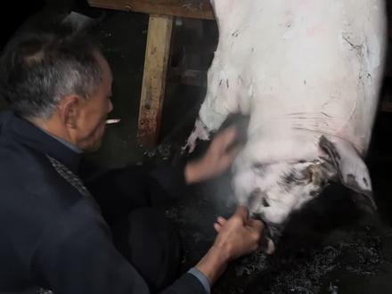 大家都说立春过后,就不能杀年猪了,原因就是做了腊肉就会变臭吗 #农村风俗习惯就是这样 #民间手艺 #农村生活 #农村特产