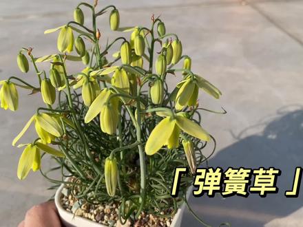 当然要拍视频留念啦!弹簧草一年中的高光时刻 #花卉绿植 #爱生活爱养花 #植物