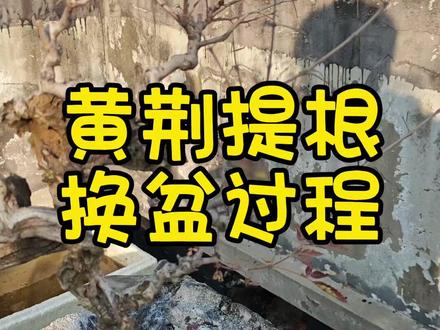 黄荆提根换盆过程 黄荆如何提根换盆#盆景