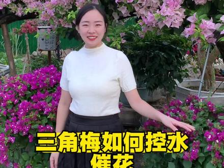 三角梅如何控水催花#三角梅#三角梅控水 #三角梅催花