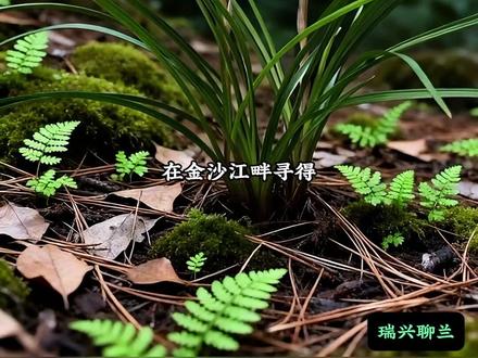 莲瓣兰奇花之王 ——金沙树菊,叶片宽润清秀,开花层层叠叠、花瓣繁多、层次分明,如同千手观音一般,气势十足。花色白里透红,观赏性极高。喜欢奇花兰花的朋友,金沙树菊绝对是收藏级别的传世名品。#兰花 #莲瓣兰 #金沙树菊 #传播兰花知识