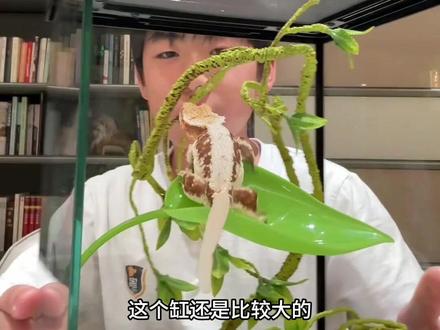 莉莉白来啦🦎🦎🦎#睫角守宫 #爬宠 #睫角 #蜥蜴