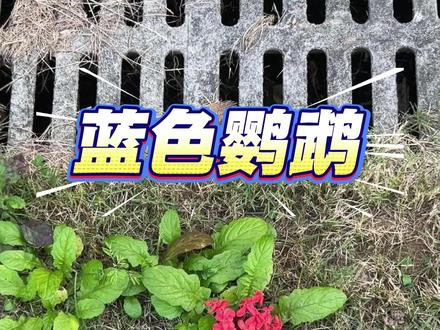 黄花菜和蓝色鹦鹉最配了#怪捣山猫 #手绘 #画画