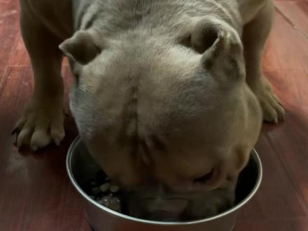 点赞过千给坦克斥巨资找个媳妇儿回来#恶霸犬 #萌宠 #傻狗的日常 @DOU+小助手