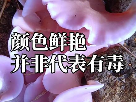 “颜色鲜艳的蘑菇有毒”,是真的还是假的?#蘑菇紫色的花脸香蘑又开始出菇了(北方已经大雪纷飞,南方很多地区紫花脸正在出菇)。#科普一下#美味#随拍#采蘑菇@抖音小助手花脸香蘑 和紫丁香蘑不一样喔。