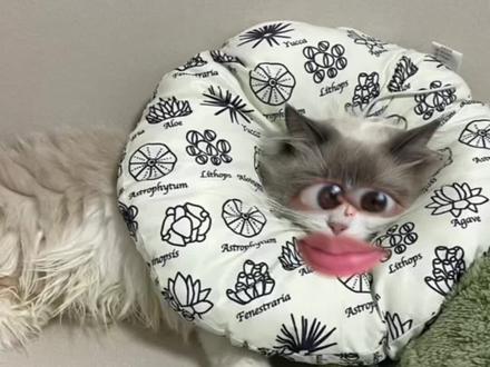 猫咪绝育攻略#养宠进阶指南 #宠物知识