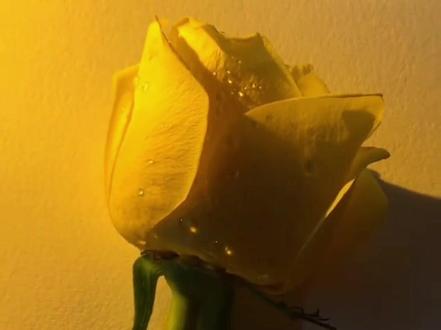 有手就能画的一笔画玫瑰#一笔画 #玫瑰花瓣龙卷风 快@列表一二三。这么简单不会都不给你画吧