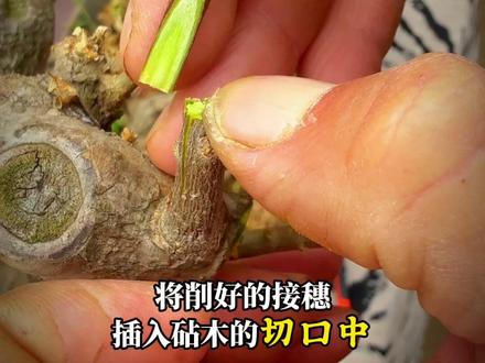 三角梅嫁接教程,让你自己打造梦中情花✅✅✅ 朋友们,记得留白,留白面忘了拍出来,就在您看到的画面的另一面。🤝🤝
#真实生活分享计划 #三角梅小叶紫 #三角梅嫁接 #爱生活爱养花 #阳台养花
