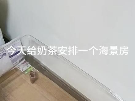 冬日海景房~也算是体验一下地中海生活啦#金丝熊 #仓鼠 #金丝熊造景 #金丝熊造景笼布置 #仓鼠造景