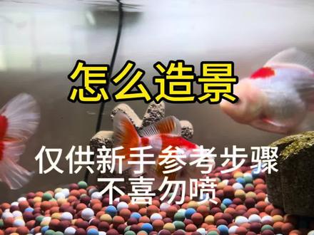 怎么造景。主要是参考步骤哈。具体造啥景看自己审美#水族#新手养鱼#养鱼日记
