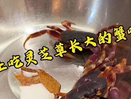 灵芝蟹你们见过吗?药蟹#灵芝蟹#药蟹#三亚美食 #痴蟹