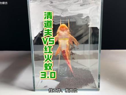 清道夫VS红火蚁3.0 #清道夫奇葩试验 #红火蚁 #解压