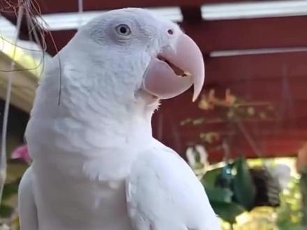 灰机的优点和缺点梳理 #鹦鹉 #灰机鹦鹉