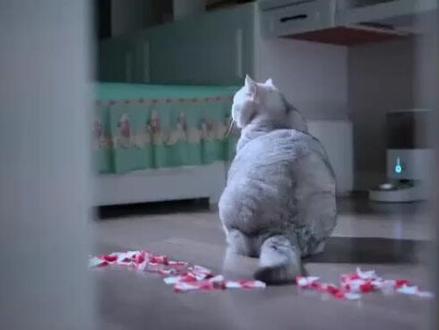 #萌宠出道计划 #动物的迷惑行为 #猫咪