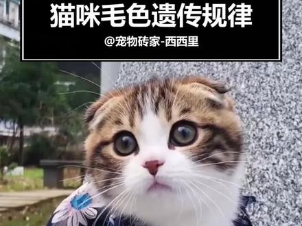 通过基因推断一下猫咪孩子的毛色 #科普知识 #萌宠计划 #知识创作人