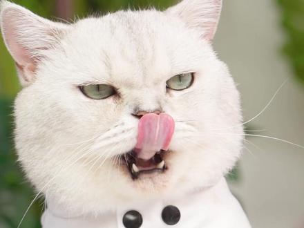 妈妈竟然请了米其林猫大厨来家,你们想让它做什么评论区集合!#不能错过夏日限定 #干饭的人幸福大赏 #杨梅季 #米其林猫大厨