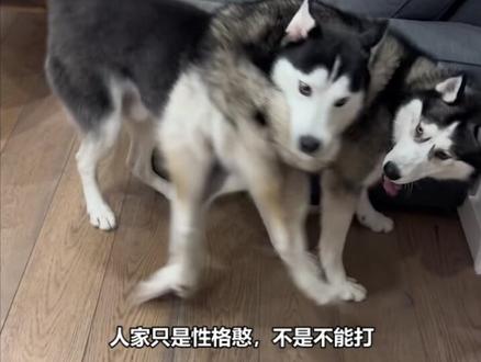 二哈居然这么能打,哈哈