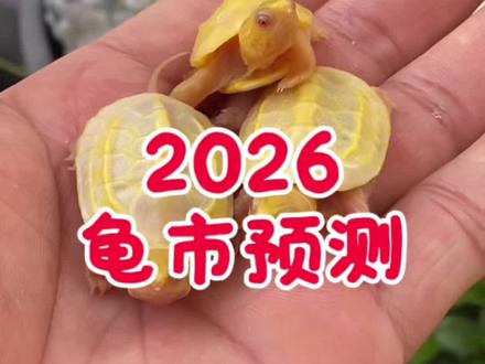 2026龟市预测(草龟)
#养龟日常 #变异草龟 #草龟 #乌龟 #宠物龟