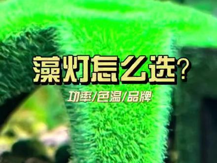 #短绒藻 #观赏虾 如何饲养短绒藻-灯具的选择 #水族 #萌宠 #科普